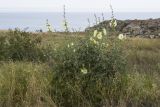 Alcea rugosa. Цветущее растение. Крым, Керченский п-ов, Приазовье, Генеральские пляжи, петрофитная степь на приморском склоне. 16.06.2018.
