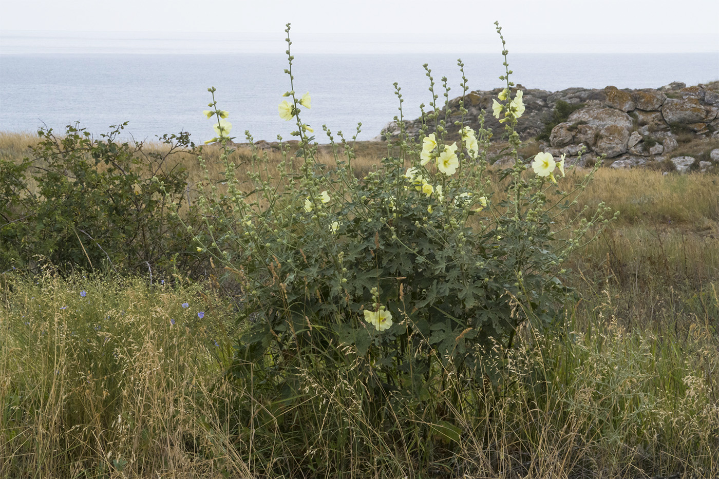 Изображение особи Alcea rugosa.