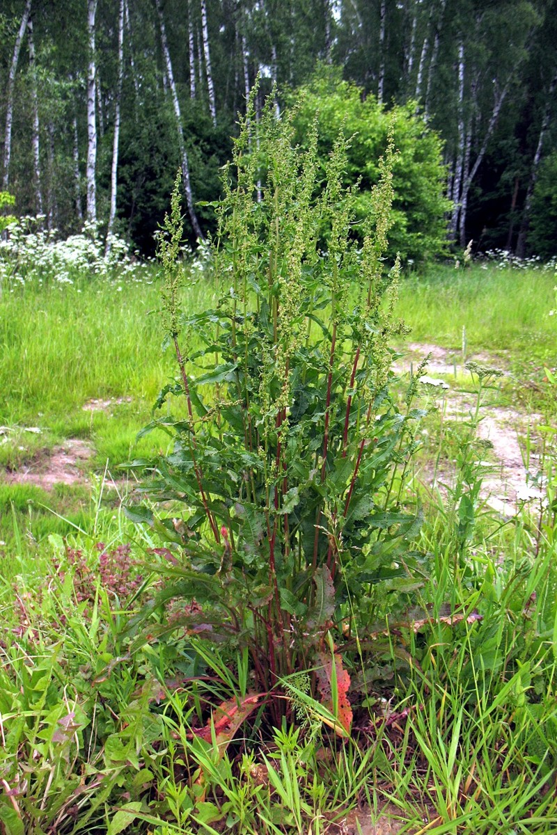 Изображение особи Rumex crispus.