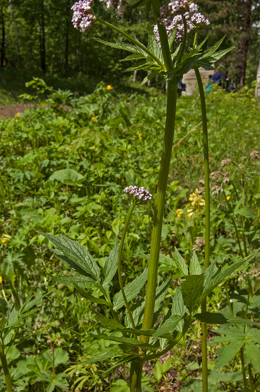 Изображение особи Valeriana wolgensis.