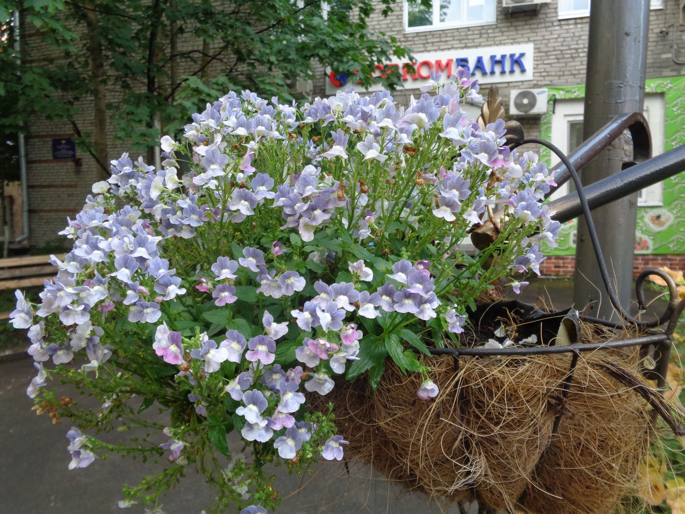 Изображение особи Nemesia caerulea.