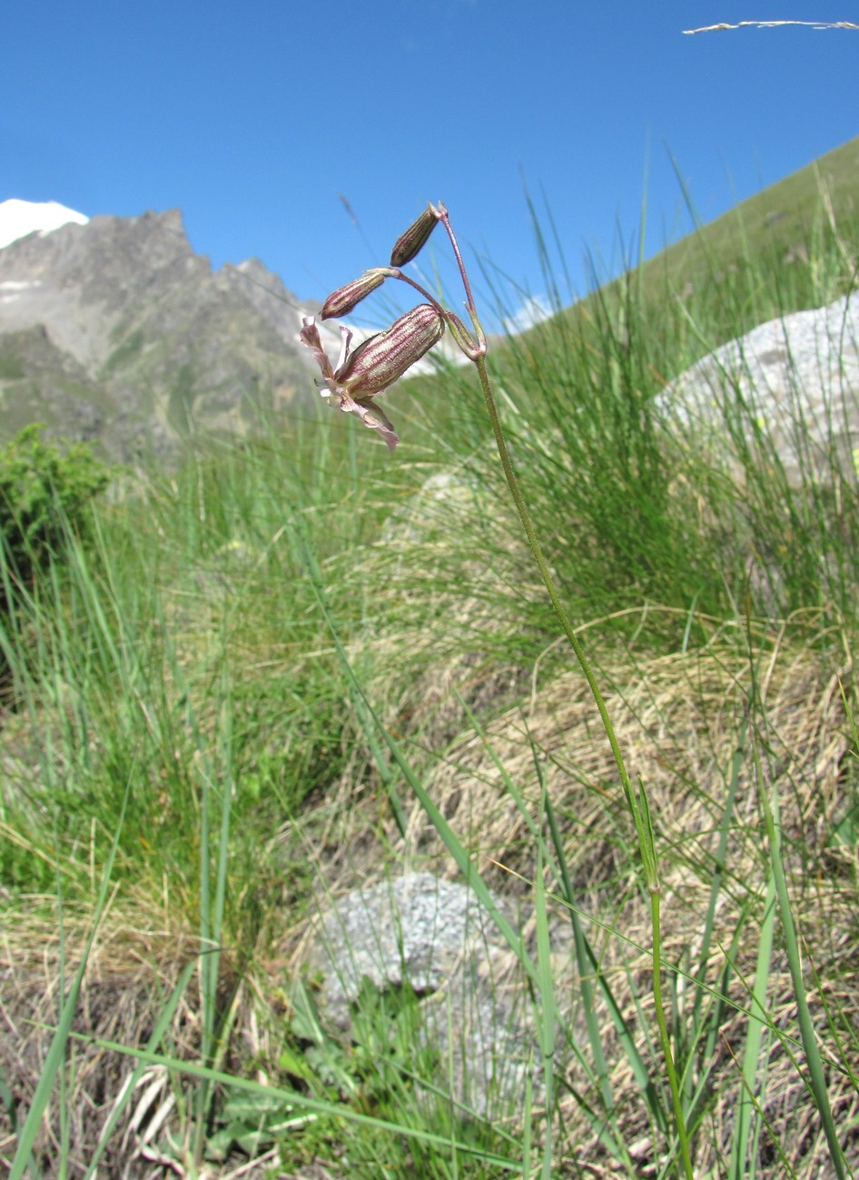 Image of Silene lychnidea specimen.