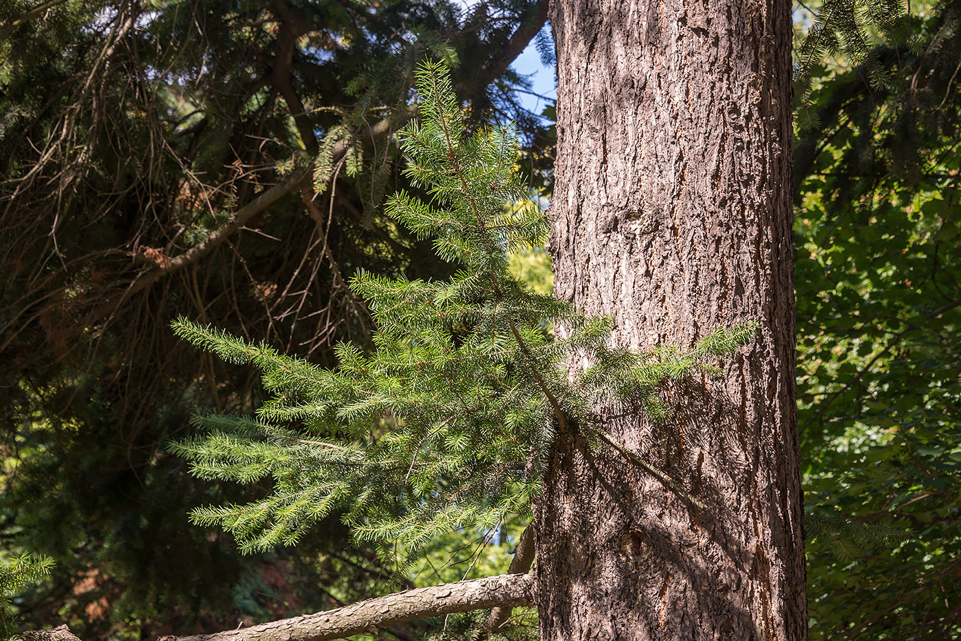 Изображение особи Abies lasiocarpa.