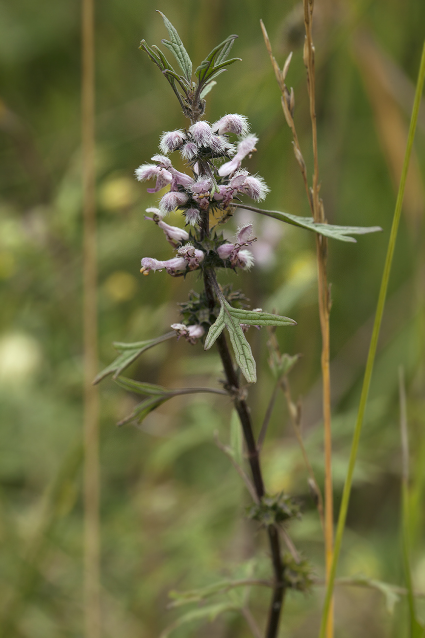 Изображение особи Leonurus glaucescens.