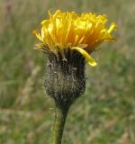 Image of taxon representative. Author is Эльвир Измайлов