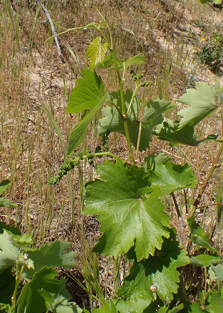 Изображение особи Vitis vinifera.