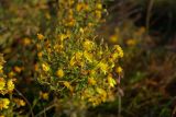 Hieracium umbellatum