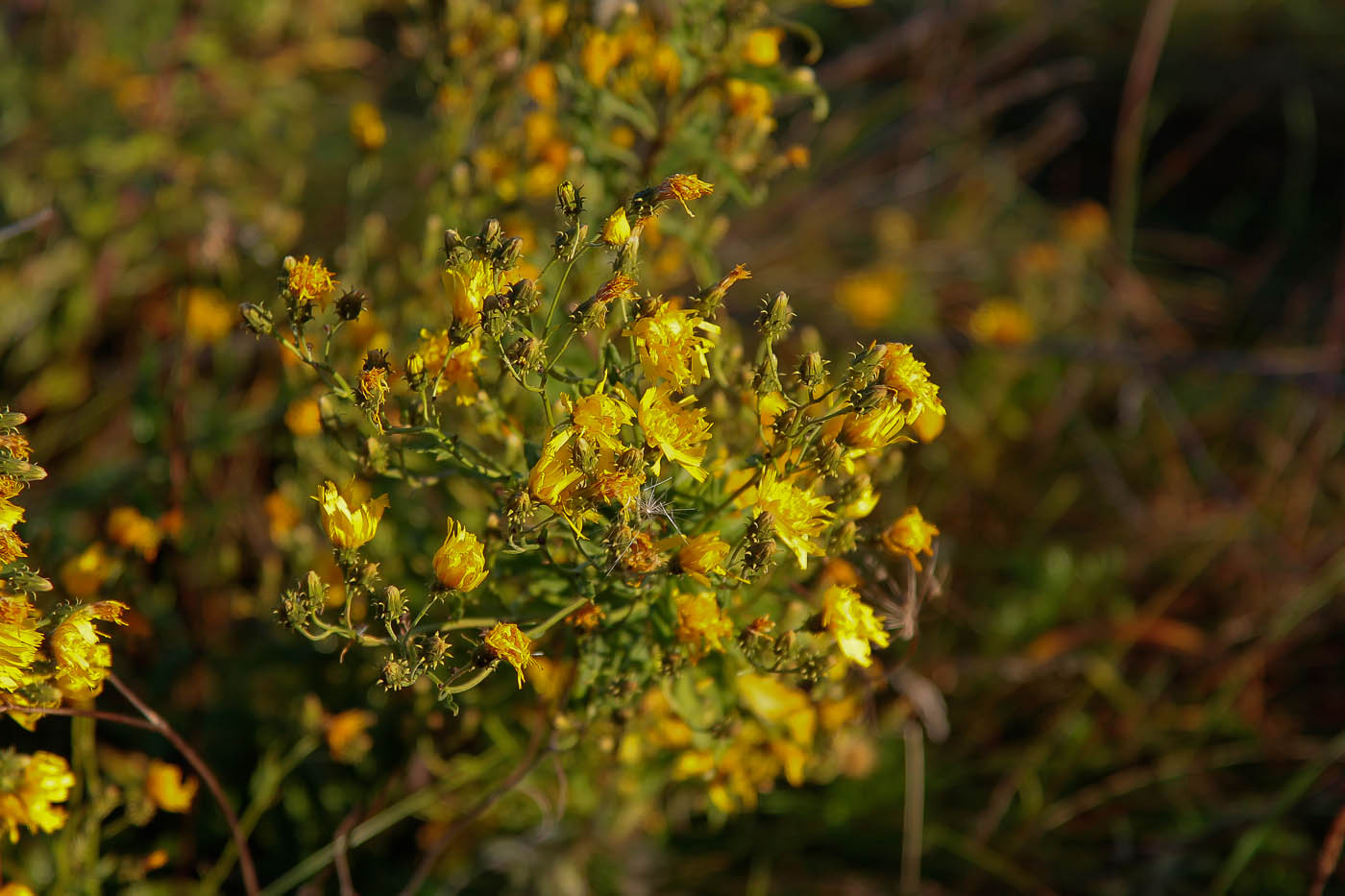 Изображение особи Hieracium umbellatum.