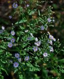 Symphyotrichum novi-belgii. Часть растения с соцветиями. Московская обл., Орехово-Зуевский р-н, долина р. Нерская, опушка смешанного леса, луг. 08.09.2018.