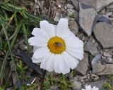 genus Anthemis