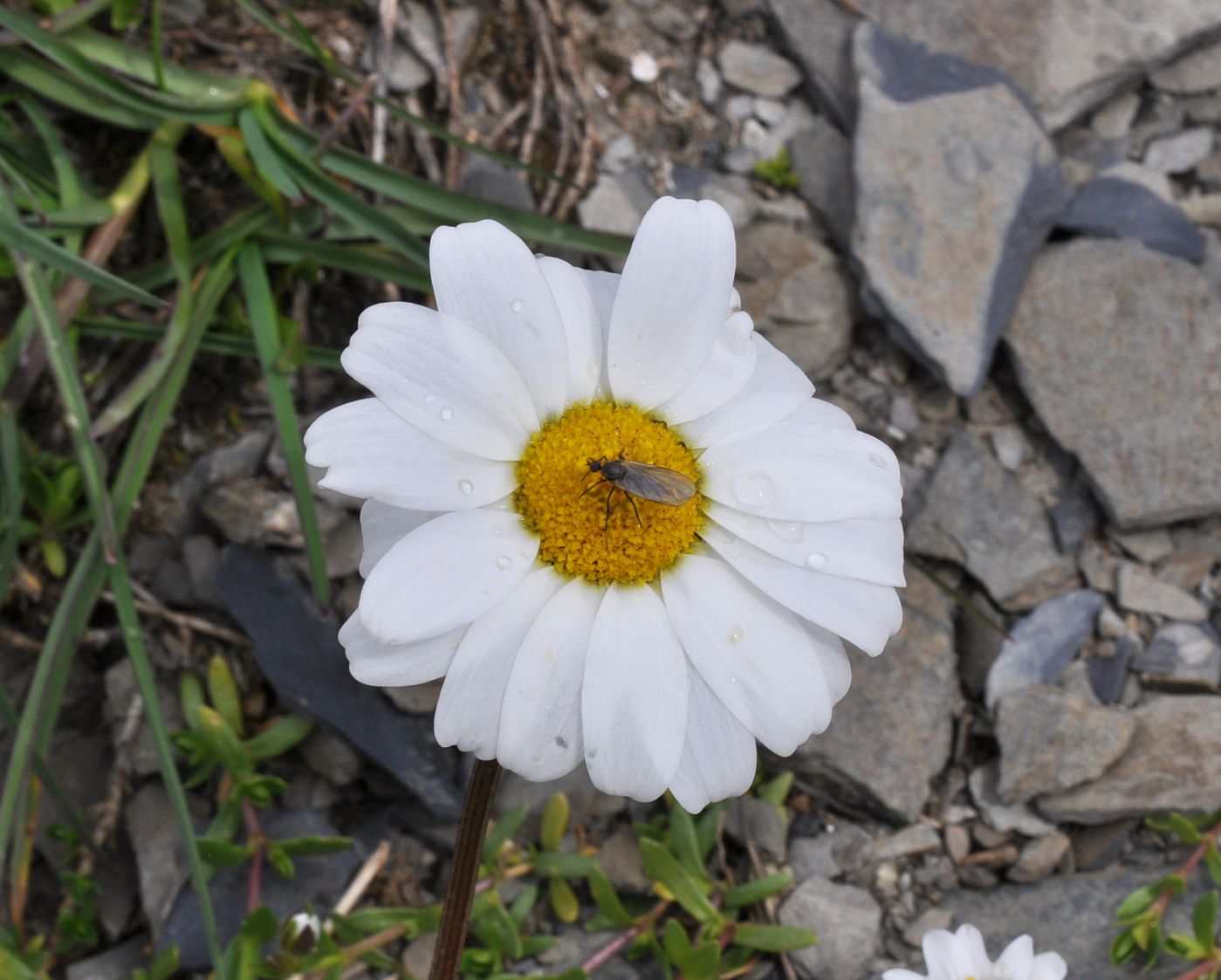 Image of genus Anthemis specimen.