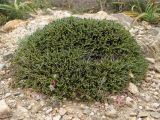 Thymbra capitata