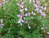 Astragalus alpinus