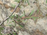 Rhamnus erythroxyloides. Часть ветви. Дагестан, Кумторкалинский р-н, долина р. Шураозень, склон горы. 06.05.2018.