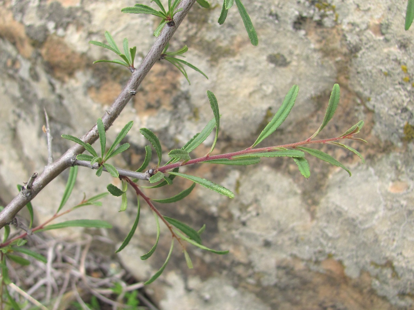 Image of Rhamnus erythroxyloides specimen.