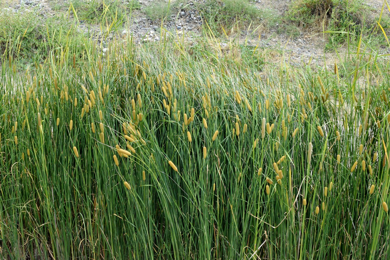 Image of genus Typha specimen.