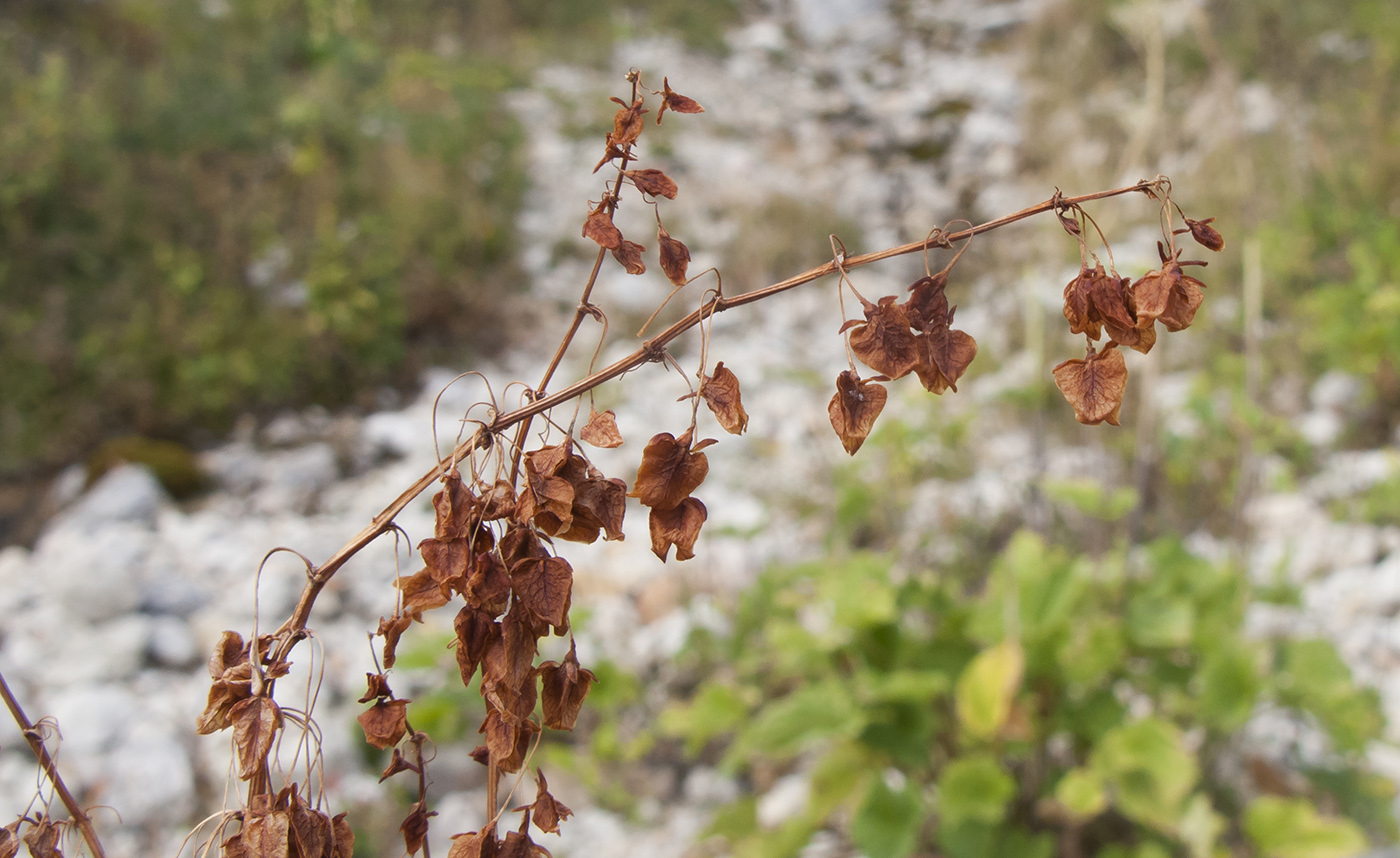 Image of Rumex alpinus specimen.