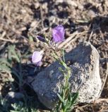 genus Veronica. Верхушка цветущего растения. Грузия, край Самцхе-Джавахети, Аспиндзский муниципалитет, окр. крепости Тмогви, левый борт долины р. Кура, восточный склон Эрушетского нагорья. 12.10.2018.