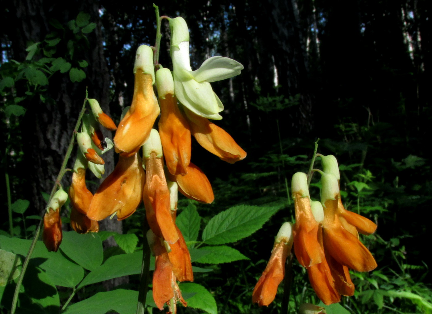 Image of Lathyrus gmelinii specimen.