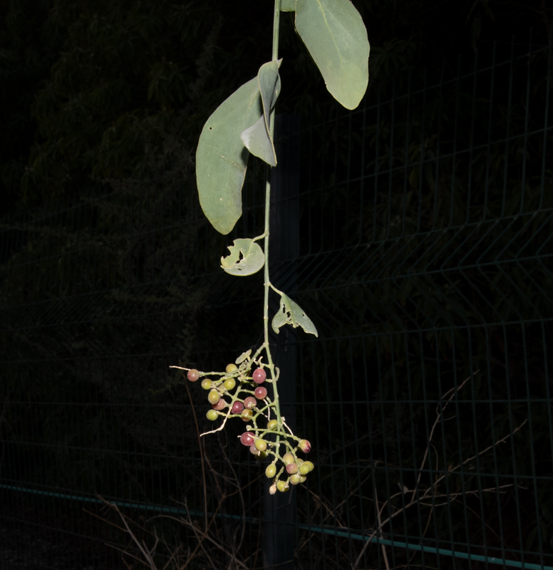 Image of Salvadora persica specimen.