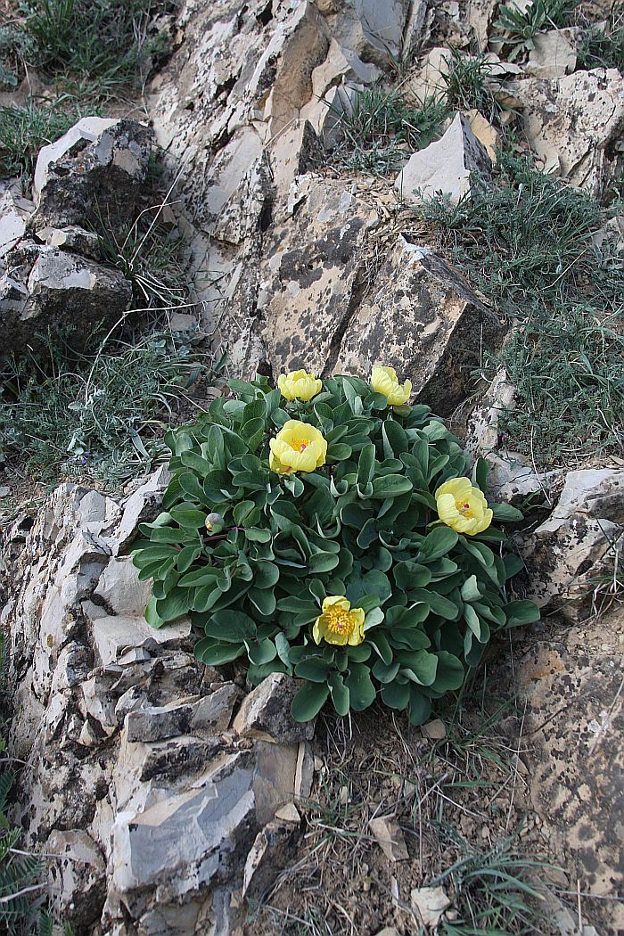 Image of Paeonia wendelboi specimen.