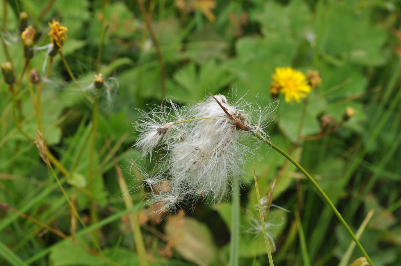 Image of genus Eriophorum specimen.