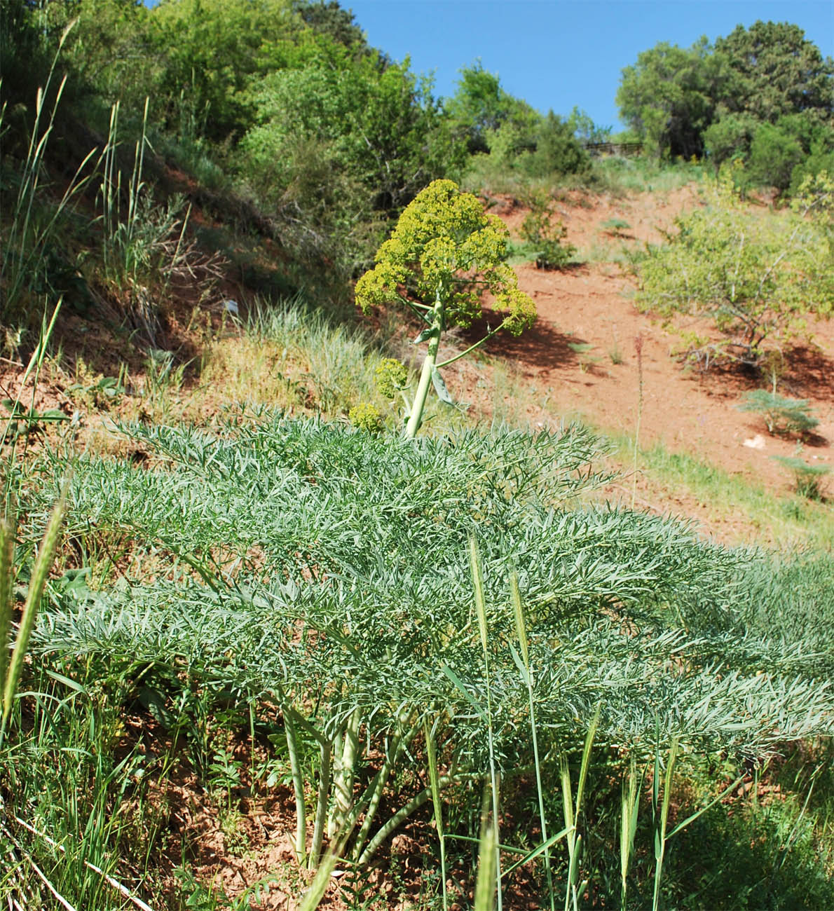 Image of Ferula penninervis specimen.