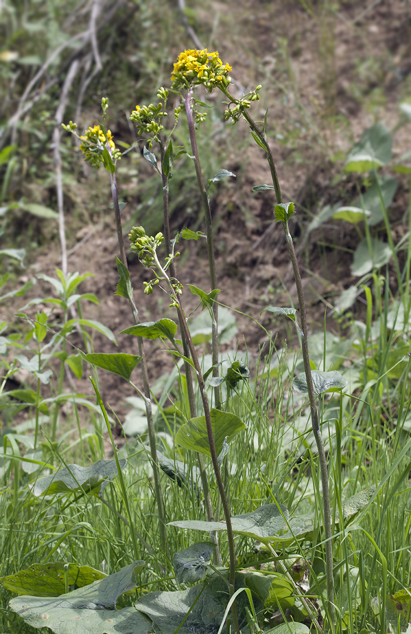 Image of Ligularia thomsonii specimen.