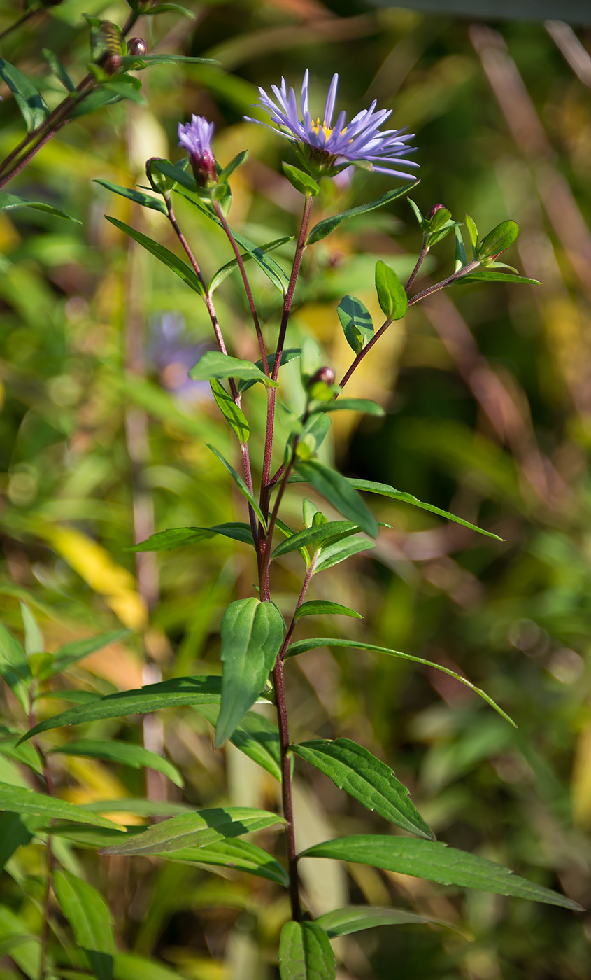 Image of Aster maackii specimen.