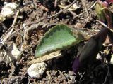 Viola somchetica