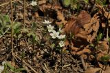 Pseudostellaria rigida