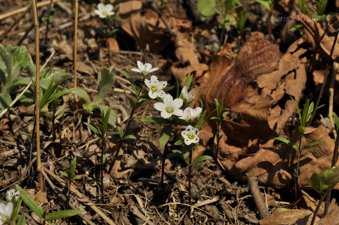 Image of Pseudostellaria rigida specimen.