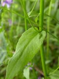 Campanula abietina. Лист. Украина, Закарпатская обл., Тячевский р-н, с. Усть-Черная, подъем на г. Климова. 23.06.2010.