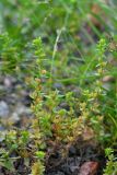 Veronica arvensis