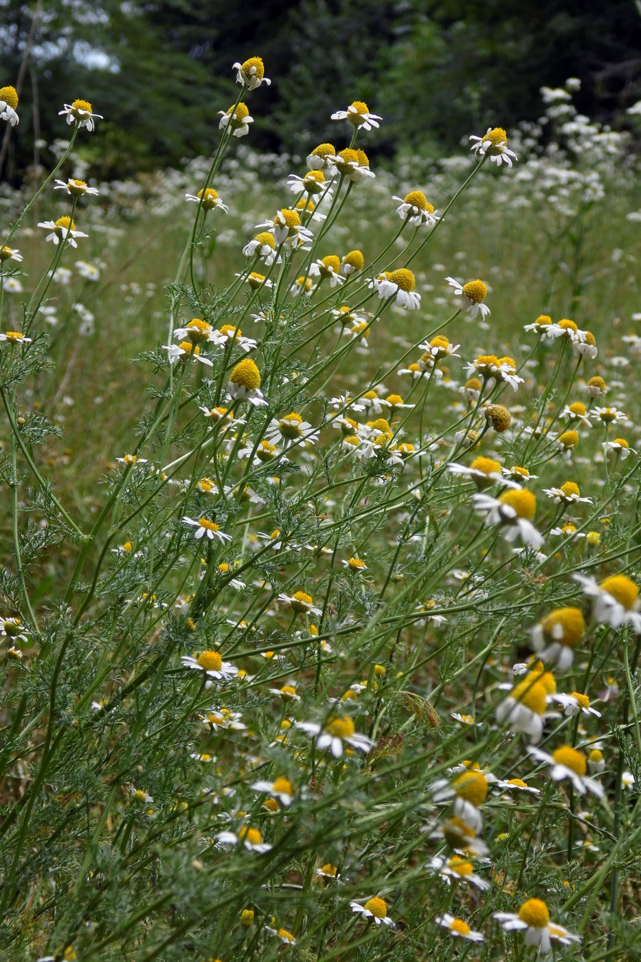 Изображение особи Anthemis cotula.