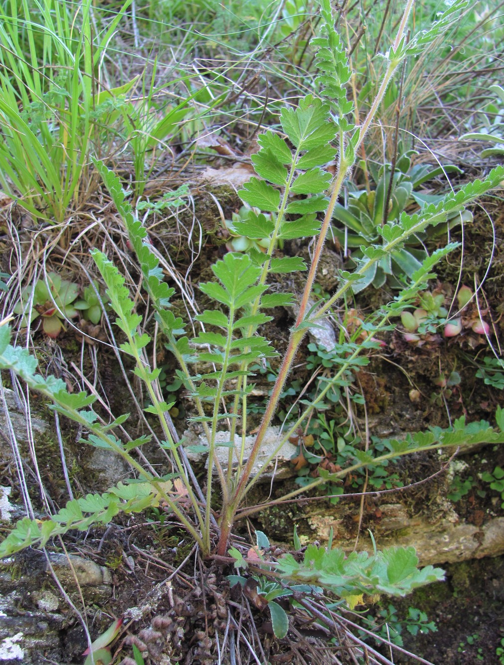 Image of Potentilla pimpinelloides specimen.