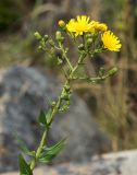 Hieracium virosum