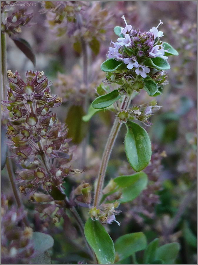 Image of Thymus ovatus specimen.