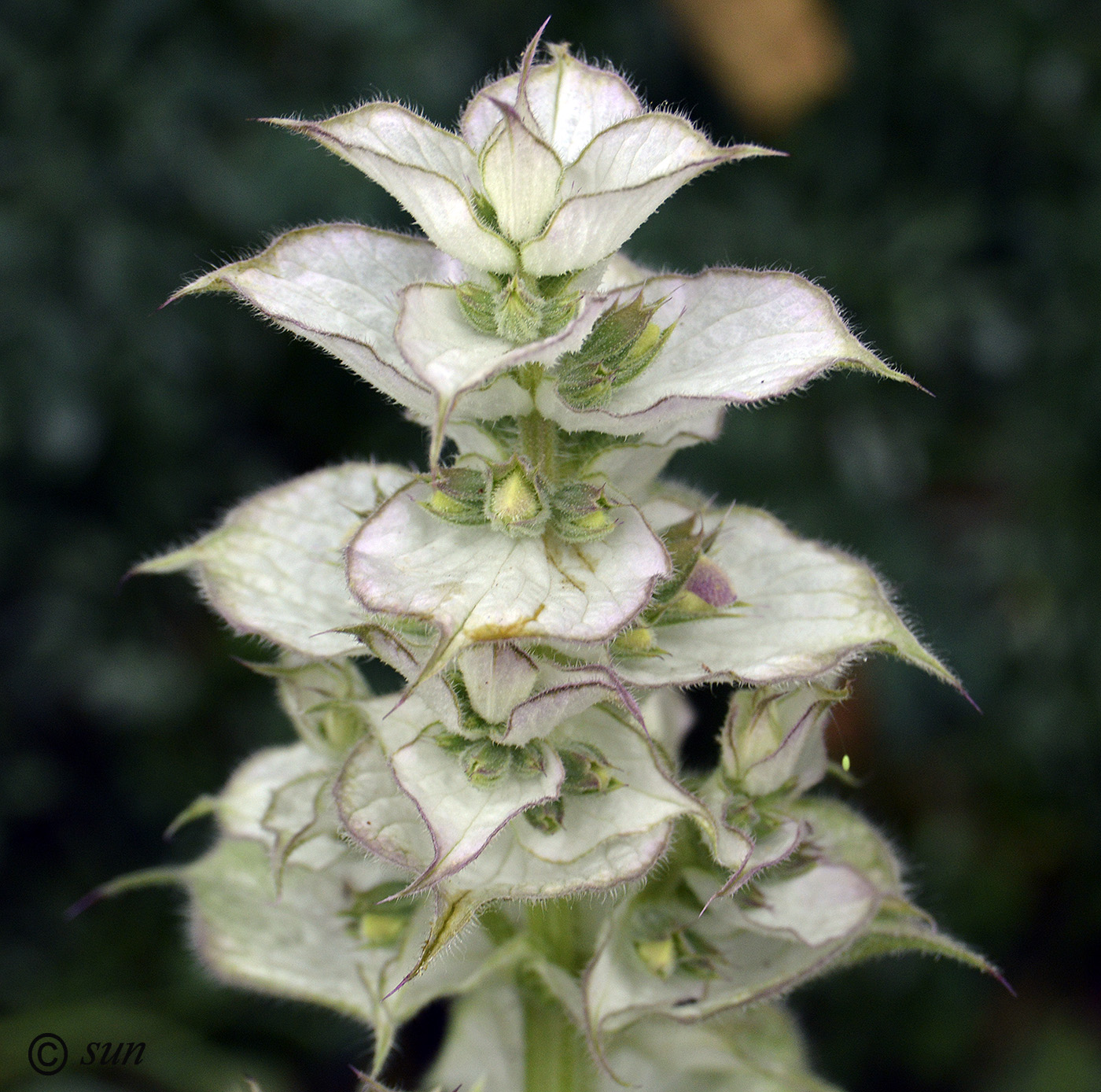 Image of Salvia sclarea specimen.