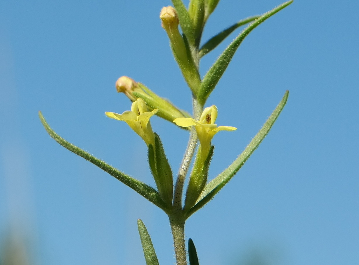 Image of Macrosyringion glutinosum specimen.