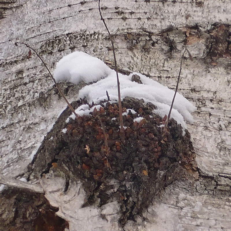 Image of Betula pubescens specimen.