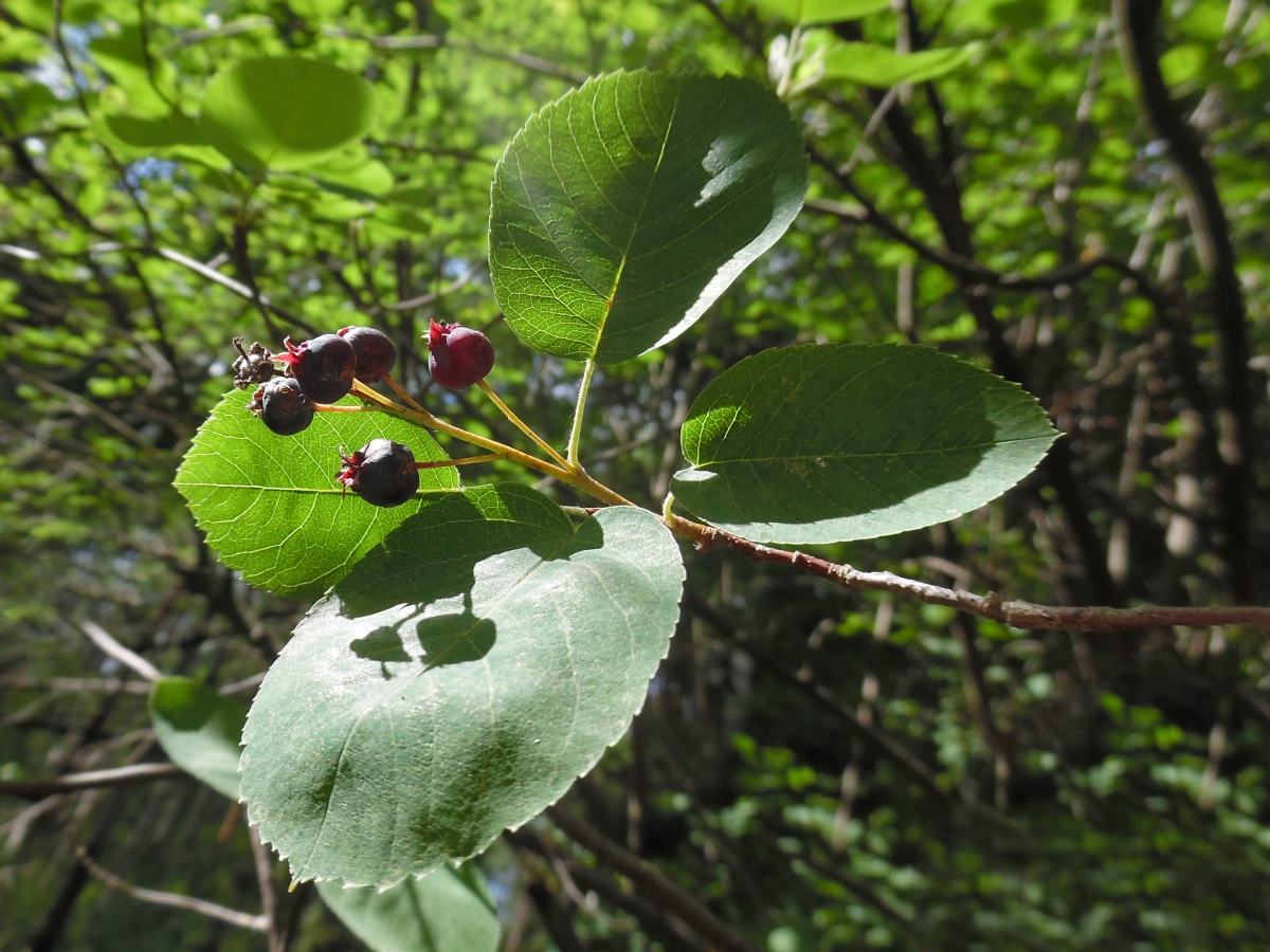 Изображение особи Amelanchier spicata.