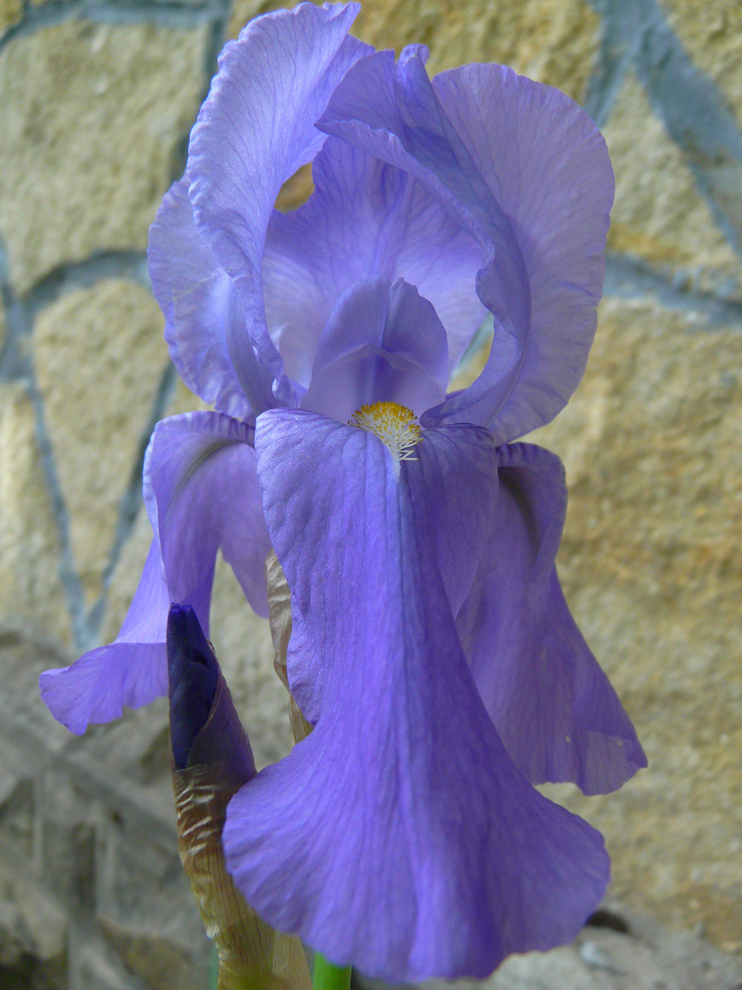 Image of Iris pallida specimen.