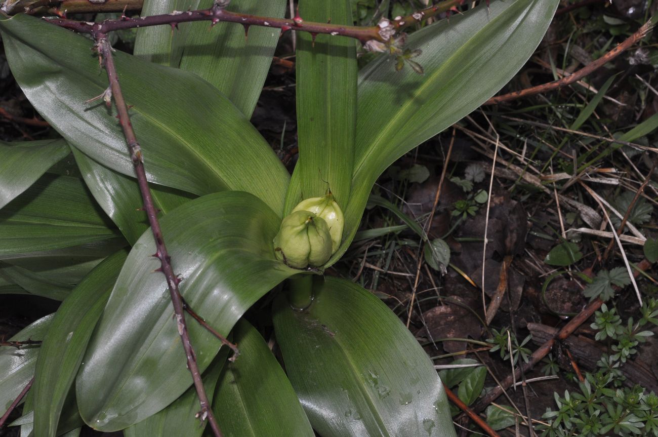 Изображение особи Colchicum speciosum.