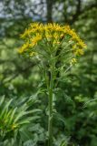 Tephroseris cladobotrys. Верхушка растения с соцветиями. Краснодарский край, Мостовский р-н, склон западного отрога массива г. Большой Тхач, опушка лиственного леса. 12.06.2019.