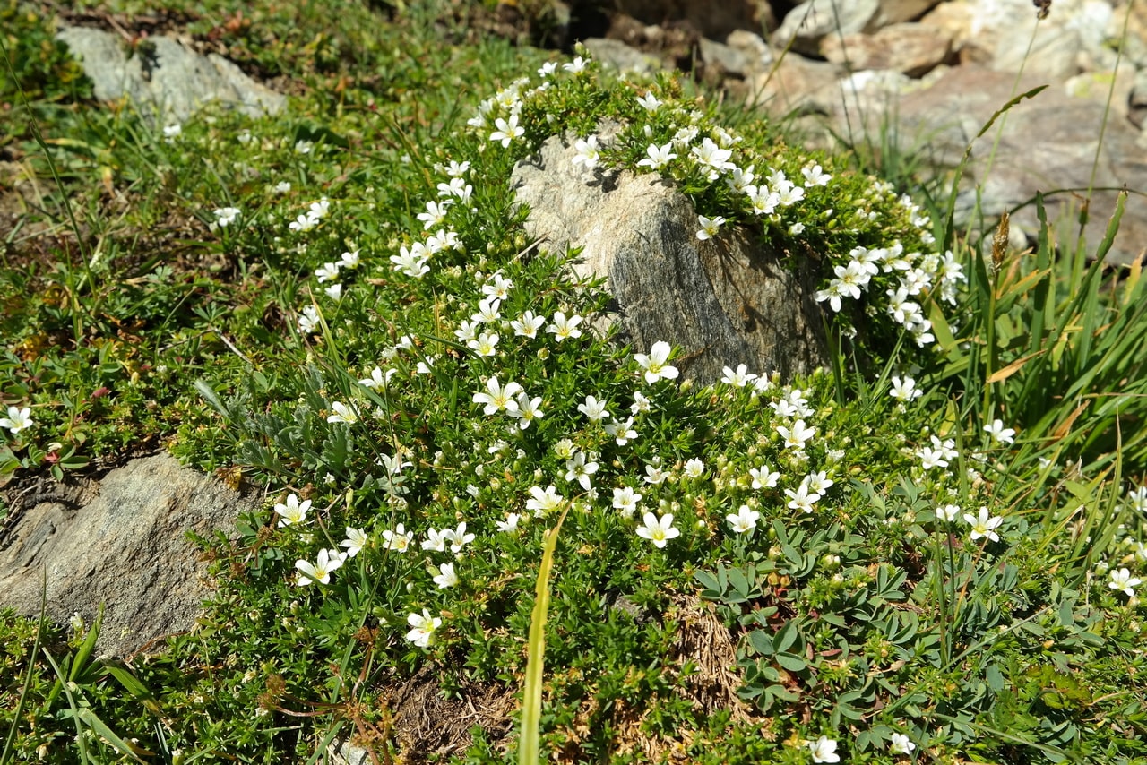 Image of Minuartia imbricata specimen.