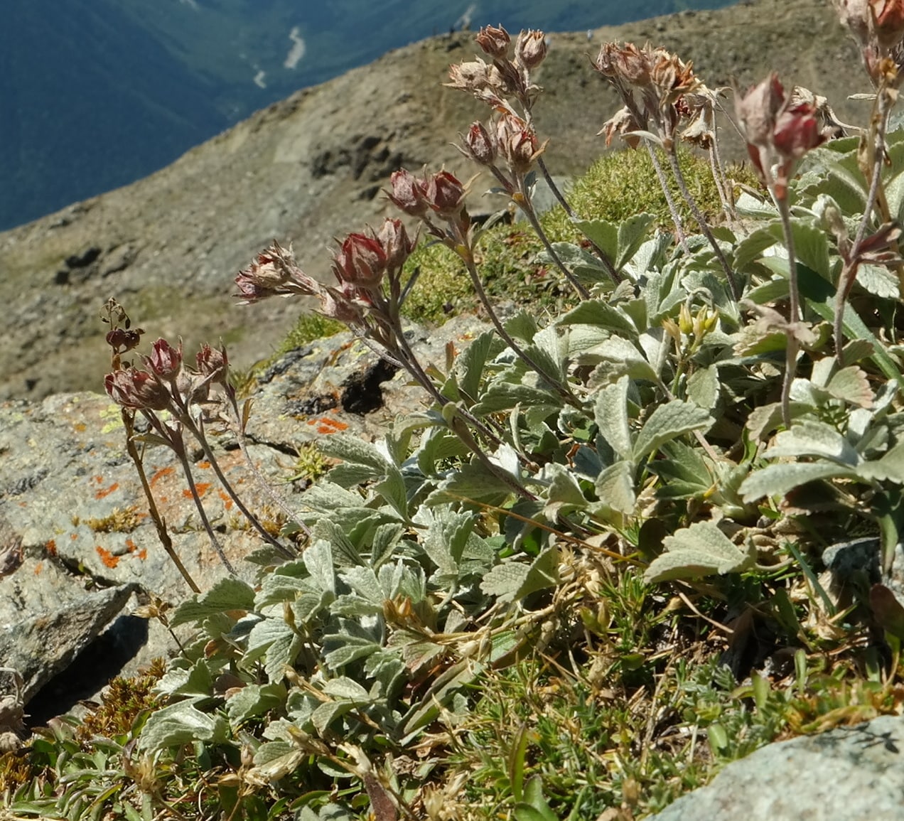 Изображение особи Potentilla divina.