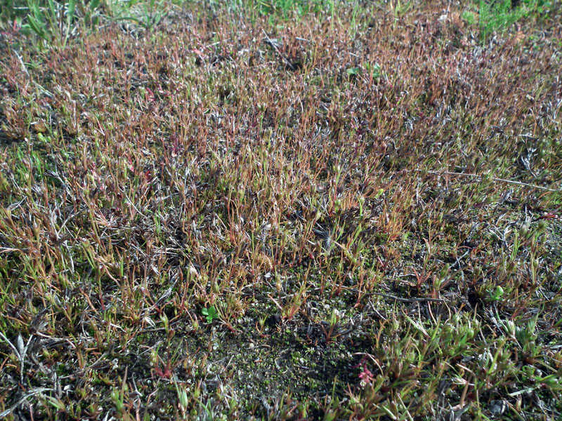 Image of Juncus ambiguus specimen.