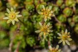 Saxifraga moschata. Цветки. Краснодарский край, Мостовский р-н, окр. пос. Узловой, ю.-в. склон горы Асбестная, скальный выступ. 15.06.2019.