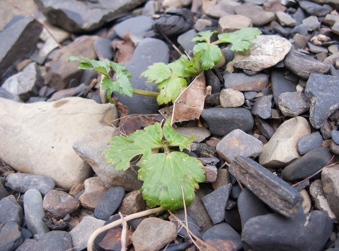 Image of genus Ranunculus specimen.